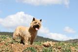 CAIRN TERRIER 104